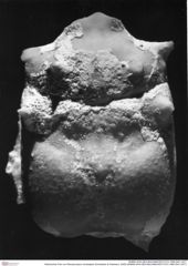 Historisches Foto von Planoprosopon schweigerti (Schweitzer & Feldmann, 2009) (NHMW-AFW-GEO-BACHMAYER-FOTO-1990-0041-3477)